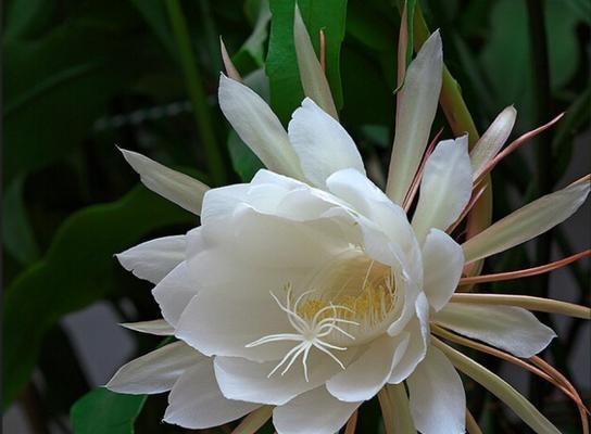 双生花的花语与意义（探索双生花的神秘花语）