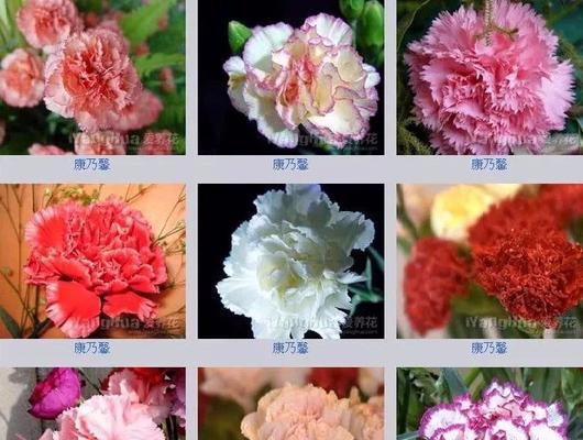 花开英雄，花语传真（以花为主题）