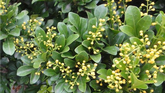 花开英雄，花语传真（以花为主题）