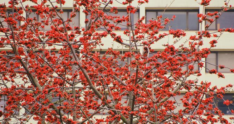 花开英雄，花语传真（以花为主题）