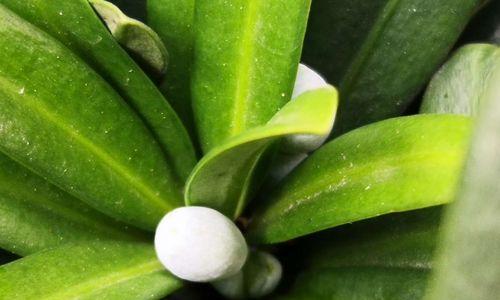 罗汉松（揭示罗汉松的历史渊源）