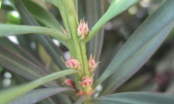 罗汉松（揭示罗汉松的历史渊源）