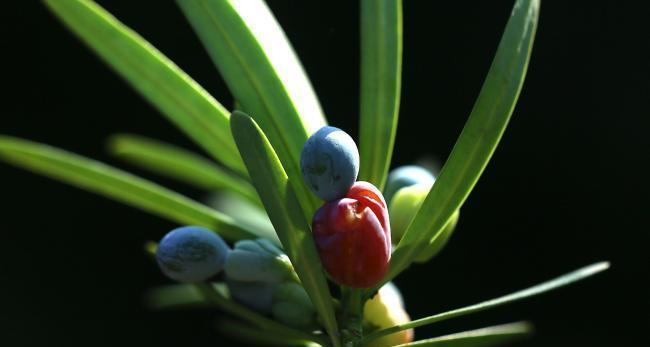 罗汉松（揭示罗汉松的历史渊源）