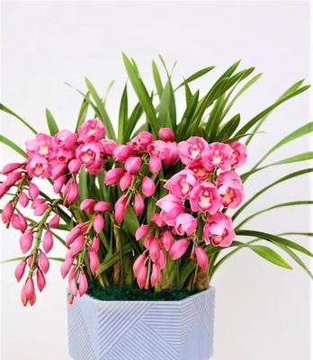 大花蕙兰（追寻自然之美）