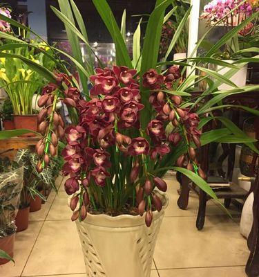 大花蕙兰（追寻自然之美）