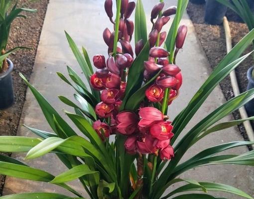 大花蕙兰（追寻自然之美）