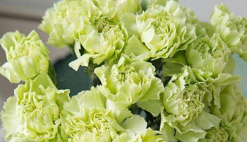 康乃馨花语的深意（以10朵康乃馨透视爱情）