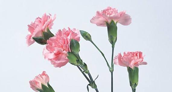 康乃馨的花语（探索康乃馨的花语）