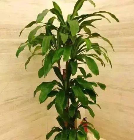 巴西木养护禁忌有哪些？哪些人群不宜养巴西木？