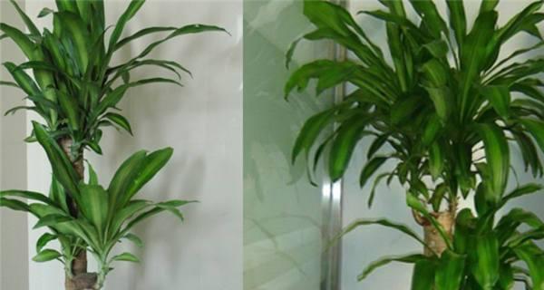 巴西木养护禁忌有哪些？哪些人群不宜养巴西木？