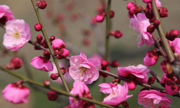 梅花（传递爱与美的花语）