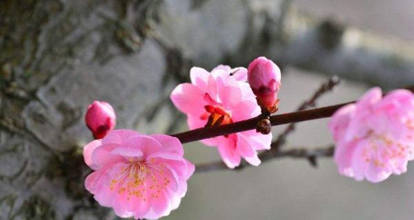 梅花（传递爱与美的花语）