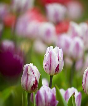 紫色郁金香的象征意义（探寻紫色郁金香的神秘内涵与寓意）