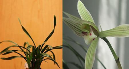 兰花的寓意与象征意义(深入探究兰花的文化内涵与象征意义) 兰花的寓意与象征意义(深入探究兰花的文化内涵与象征意义)