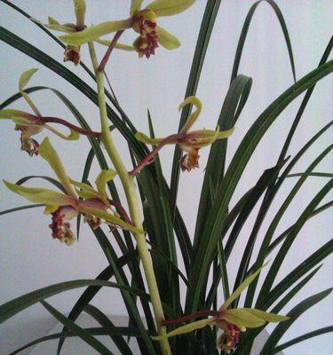 兰花的寓意与象征意义(深入探究兰花的文化内涵与象征意义) 兰花的寓意与象征意义(深入探究兰花的文化内涵与象征意义)