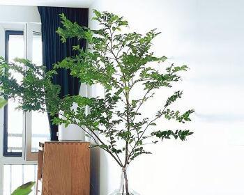 吊钟怎么养长的好家庭养殖方法？有哪些注意事项？_花植网