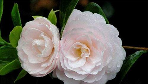 绽放终结的花海（以百日草为主题的花语故事）