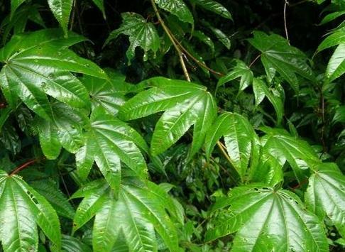 阔叶植物有哪些种类？如何区分常见的阔叶植物？_花植网