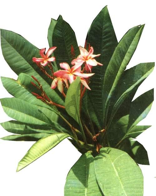 阔叶植物有哪些种类？如何区分常见的阔叶植物？_花植网