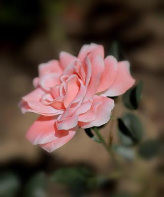 粉色月季花花语之美(探索粉色月季花的美丽语言) 粉色月季花花语之美(探索粉色月季花的美丽语言)