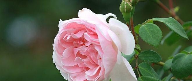 粉色月季花花语之美(探索粉色月季花的美丽语言) 粉色月季花花语之美(探索粉色月季花的美丽语言)