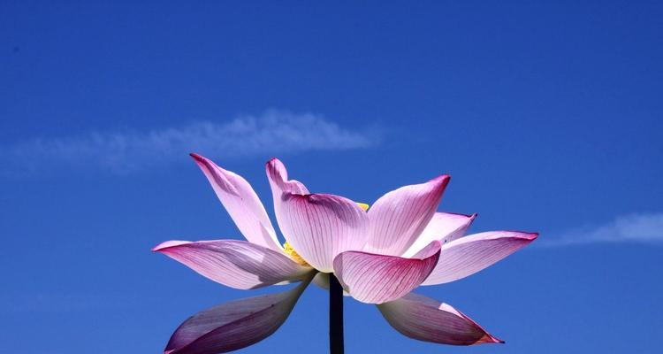 并蒂莲的花语（并蒂莲的花语中蕴含着爱情和友情的）