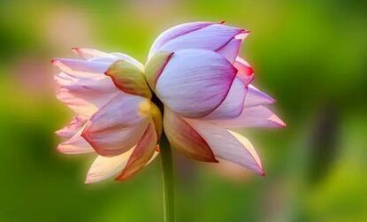 并蒂莲的花语（并蒂莲的花语中蕴含着爱情和友情的）