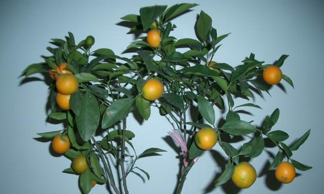 桔子的象征意义及文化内涵（桔子的寓意与传统象征）