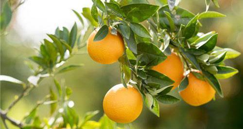 桔子的象征意义及文化内涵（桔子的寓意与传统象征）