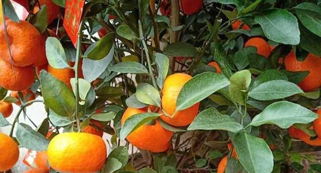 桔子的象征意义及文化内涵（桔子的寓意与传统象征）