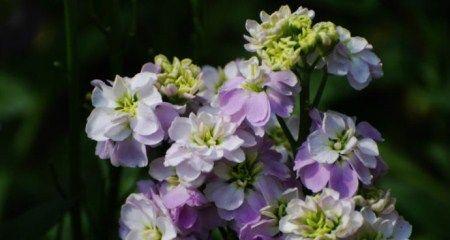 紫罗兰的花语与意义（探秘紫罗兰的美丽与神秘）