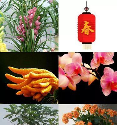 年宵花的吉祥寓意(传承吉祥) 年宵花的吉祥寓意(传承吉祥)