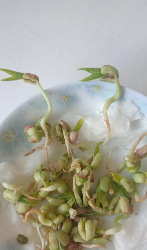 绿豆怎么发芽快？掌握这些小技巧轻松实现！