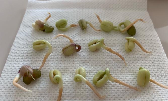 绿豆怎么发芽快？掌握这些小技巧轻松实现！