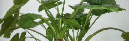 滴水观音菩萨（滴水观音菩萨的传说与意义）