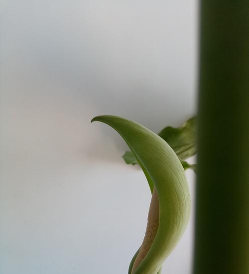 滴水观音菩萨（滴水观音菩萨的传说与意义）