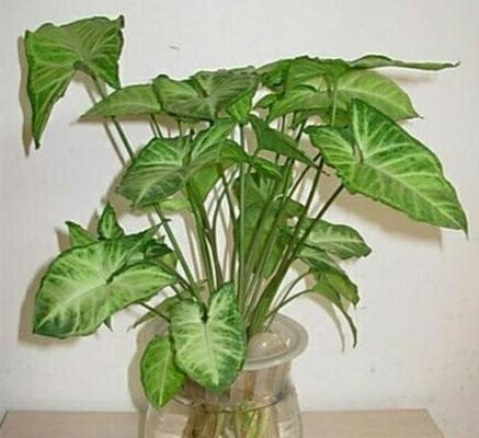 滴水观音菩萨（滴水观音菩萨的传说与意义）