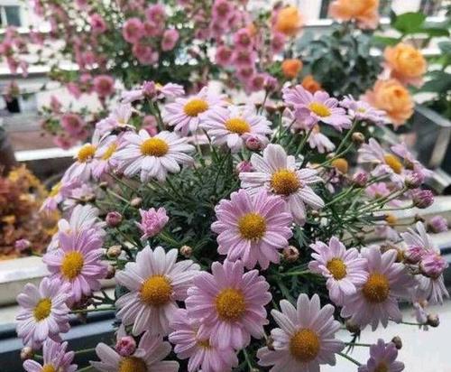 玛格丽特家庭养法有哪些技巧？如何确保其健康生长？