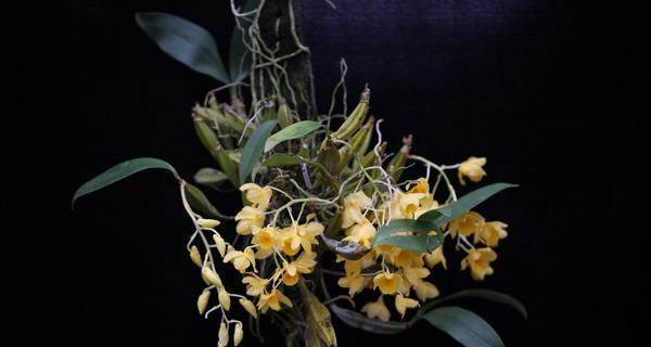 石斛兰花（探寻石斛兰花的花语与传奇）