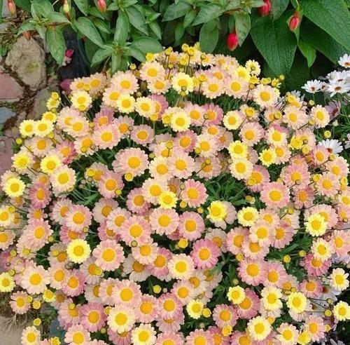 玛格丽特家庭养法有哪些技巧？如何确保其健康生长？