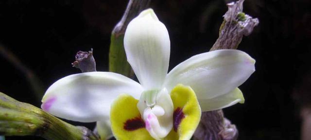 石斛兰花（探寻石斛兰花的花语与传奇）