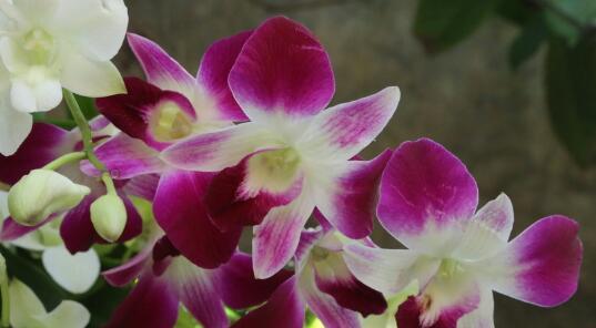 石斛兰花（探寻石斛兰花的花语与传奇）