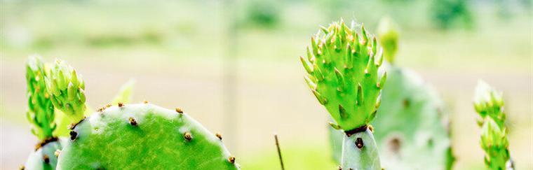 仙人掌与生肖（探索仙人掌在生肖中的象征意义）