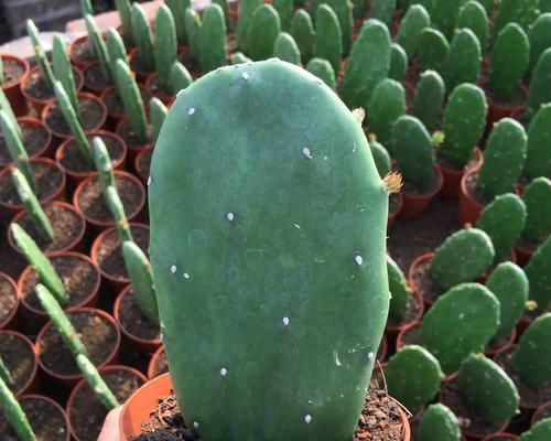 仙人掌与生肖（探索仙人掌在生肖中的象征意义）