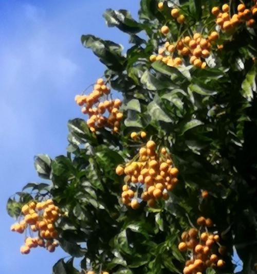 黄皮果种植条件是什么？哪些地区最适合种植黄皮果？