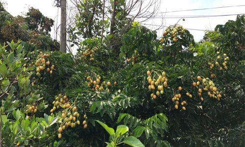 黄皮果种植条件是什么？哪些地区最适合种植黄皮果？