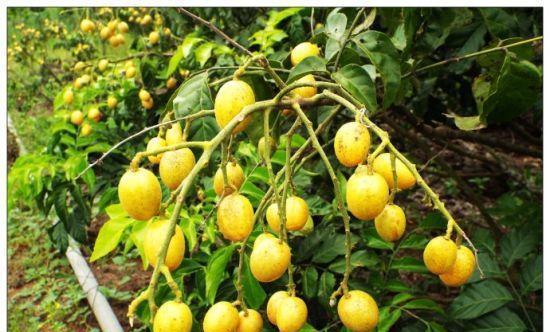 黄皮果种植条件是什么？哪些地区最适合种植黄皮果？