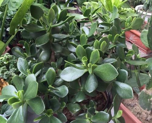 长寿植物的秘密——探寻寓意长寿的植物世界（揭开长寿植物的神秘面纱）