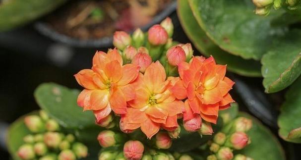 长寿植物的秘密——探寻寓意长寿的植物世界（揭开长寿植物的神秘面纱）