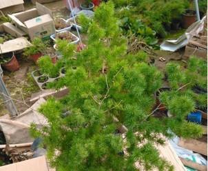 长寿植物的秘密——探寻寓意长寿的植物世界（揭开长寿植物的神秘面纱）